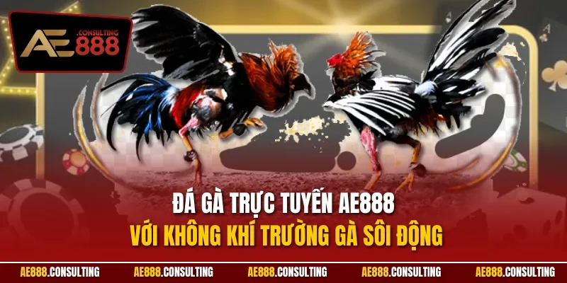 Đá gà trực tuyến AE888 với không khí trường gà sôi động
